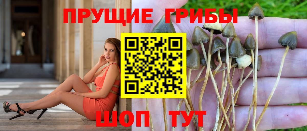 Псилоцибиновые грибы прущие грибы Городец